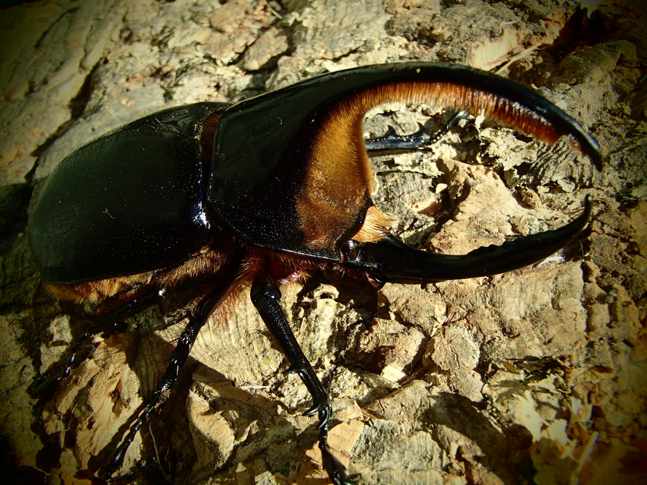 サタンオオカブトの採卵とクリスマスプレゼント マオクワガタ